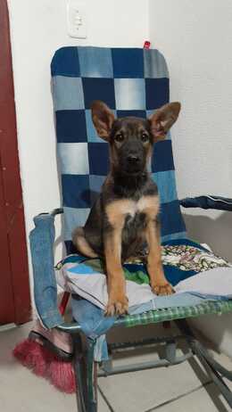 leonardo wollmann michel